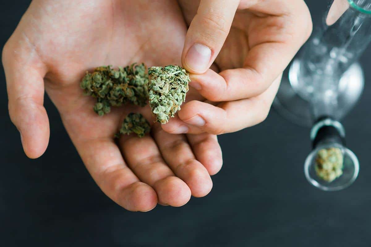 closeup of a man's hands holding cannabis marijuana flower