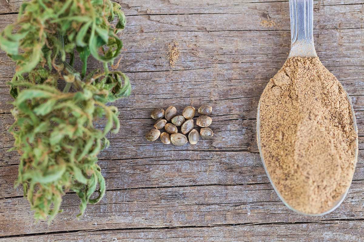 marijuana flower with a spoon of CBD powder