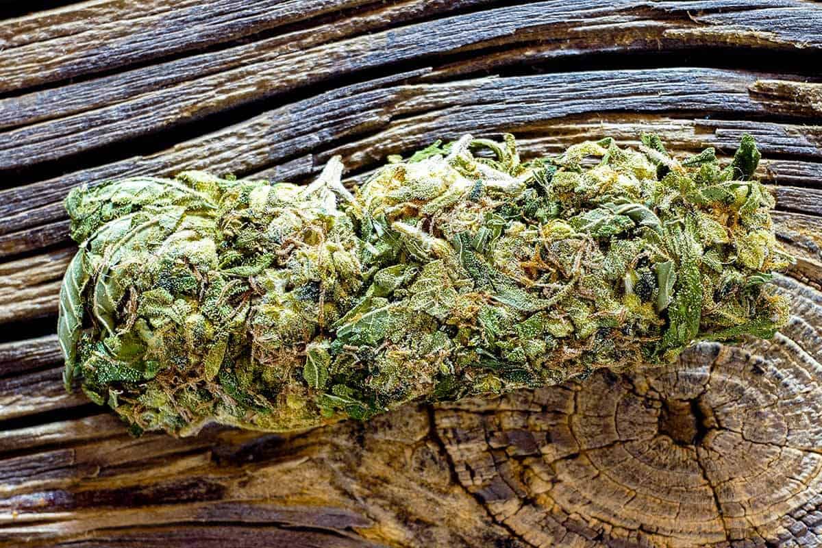 lighthousetreatment-what-is-cbd-and-can-i-use-it-for-sobriety-article-photo-macro-detail-of-single-cannabis-bud-mangolope-marijuana-strain-over-wooden-dark-background-1033564417