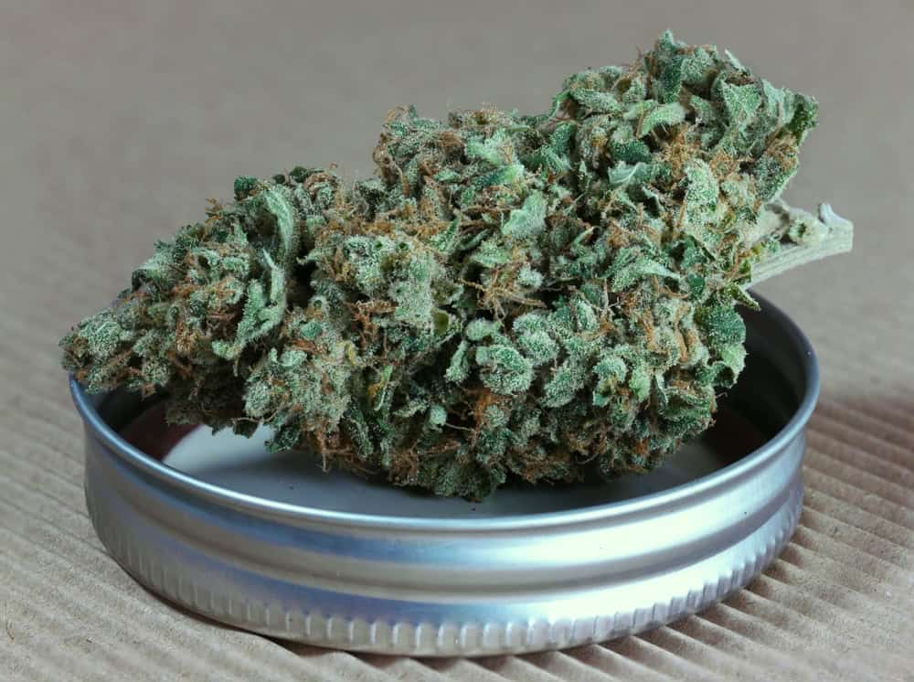 A dried cannabis nug on jar lid