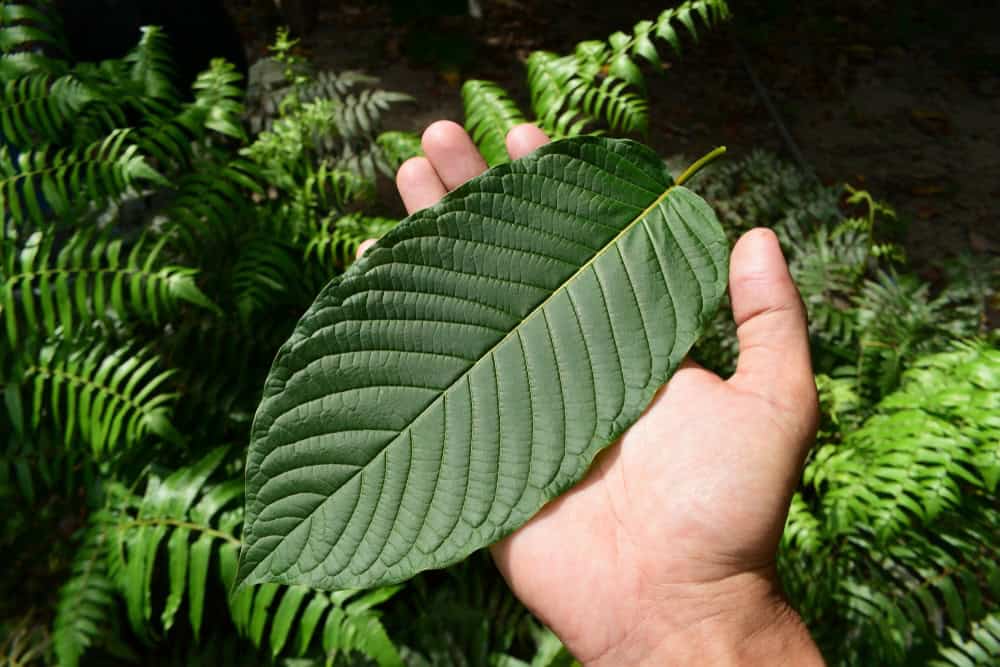 Hand holding a kratom plant leaf, Mitragyna speciosa