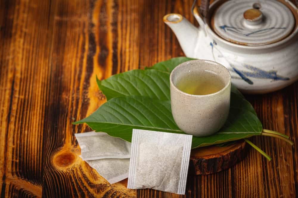 Hand holding a kratom plant leaf, Mitragyna speciosa