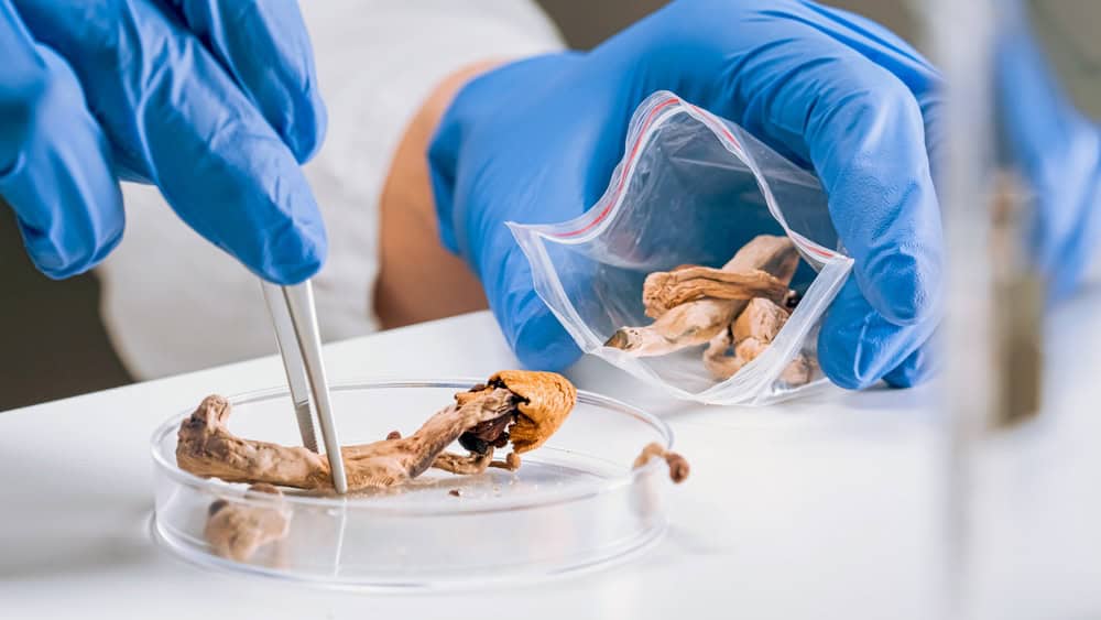 A person examining shrooms in a laboratory.
