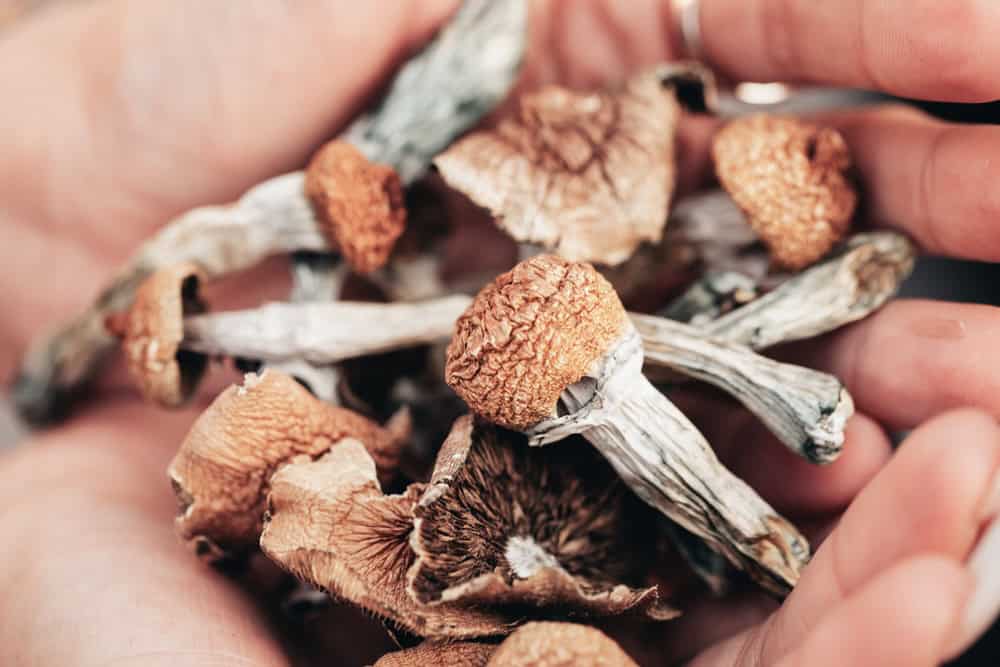 A handful of Psilocybin mushroom