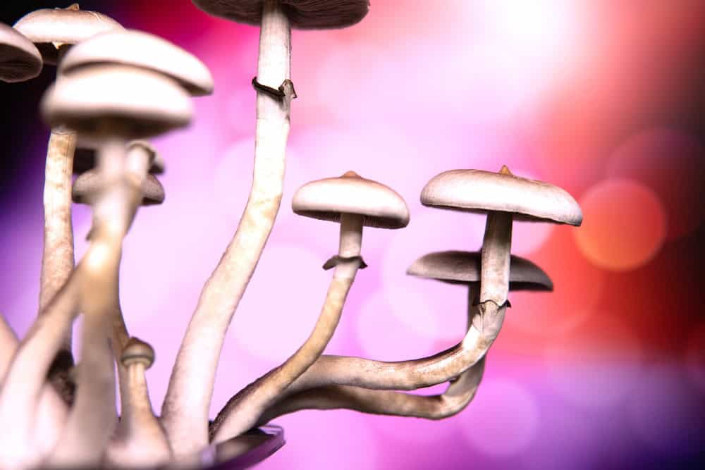 A group of fresh Psilocybin shroom