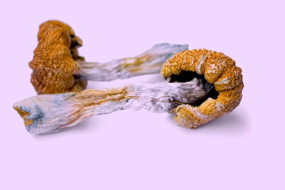 Psilocybin mushrooms on a plain pink surface