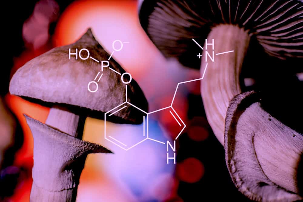 Psilocybin mushrooms with chemical structure printed on top