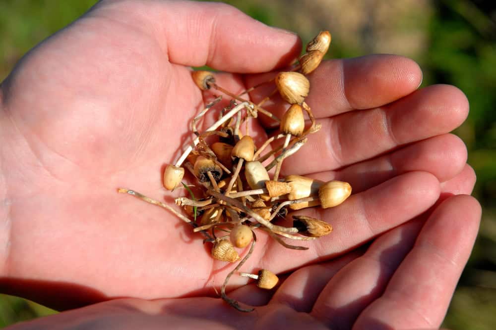 Psilocybin mushrooms on the palm of the hands 