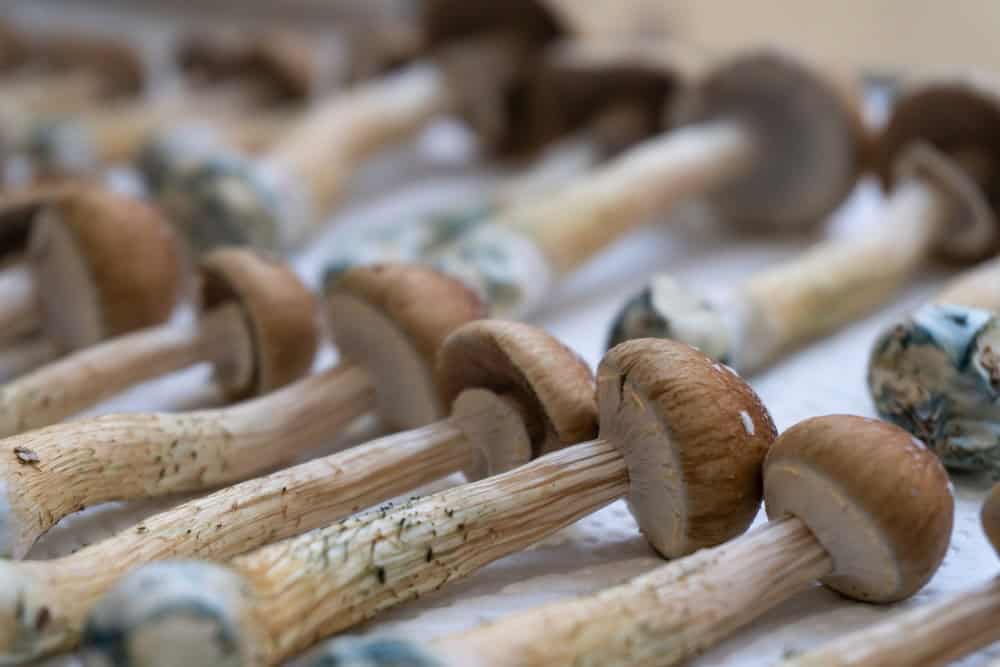 Rows of psychedelic magic mushrooms 