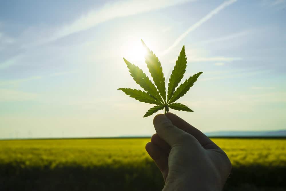 Hand holding a cannabis leaf into the sun