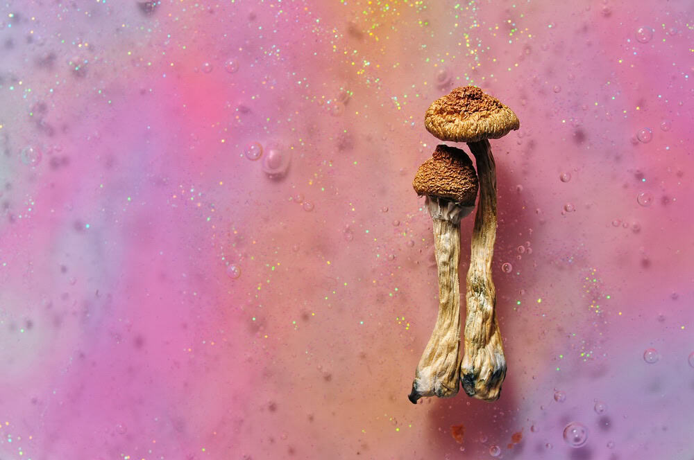 Dried shrooms on a pink background