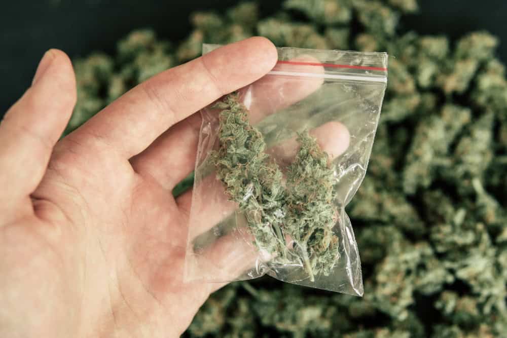 Man holding a bag of weed cannabis wondering if weed is laced 